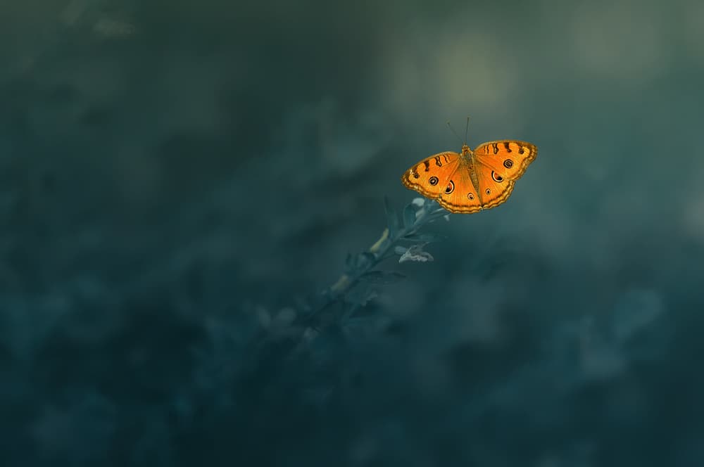 Peaceful Orange Butterfly by Edy Pamungkas — canvas wall art