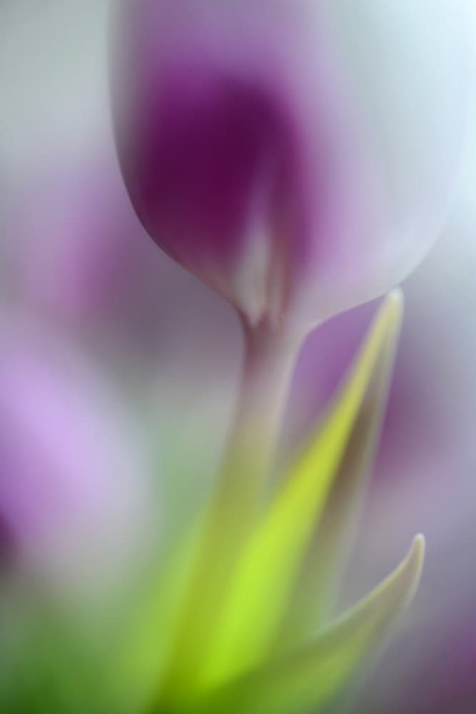 Soft Purple Bloom by Heidi Westum — canvas wall art