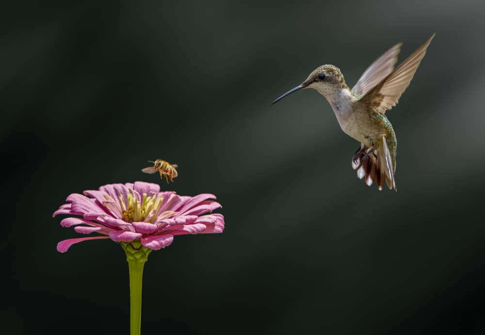 Hummingbird Bee Zinnia by Hannah & Wei — canvas wall art
