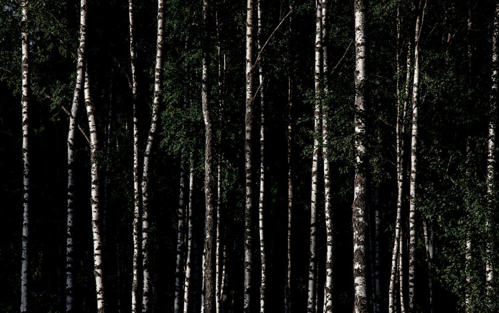 Somewhere In Sweden 4 by Mareike Böhmer — canvas wall art