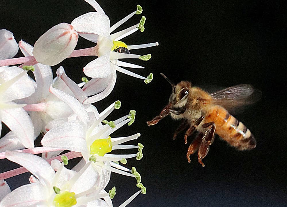 Honey Bee White Blossom by Aliza Riza — canvas wall art