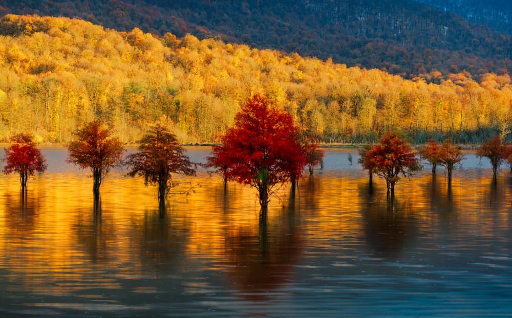 Golden Autumn Lake by Ali Fallahzadeh — canvas wall art
