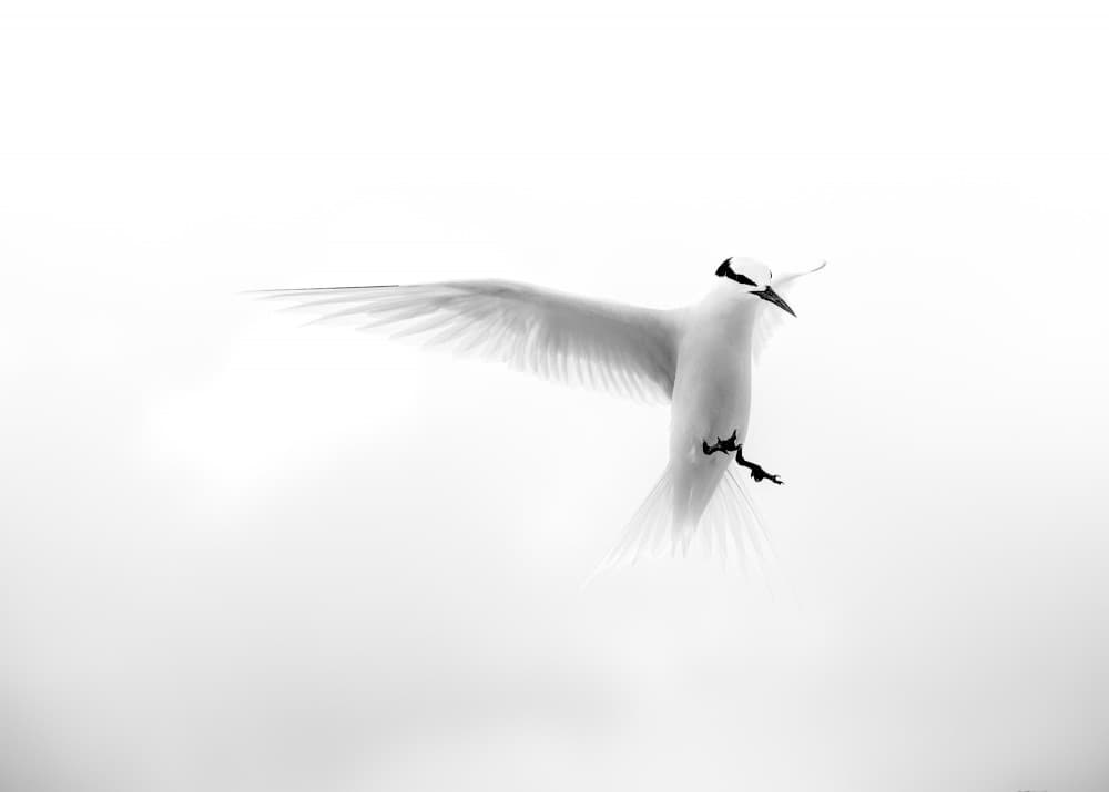 Graceful White Flight by Joseph Ng — canvas wall art