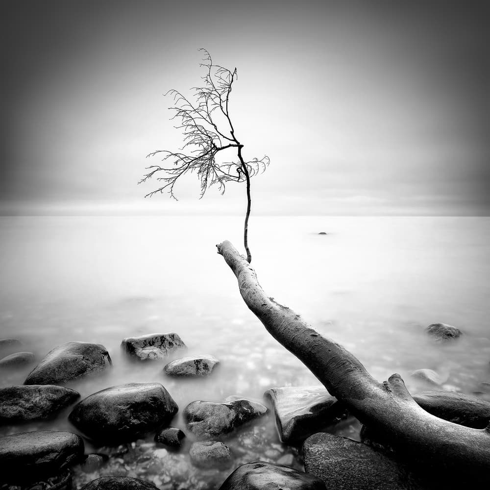 Bare Tree Serenity by Marek Kijevský — canvas wall art