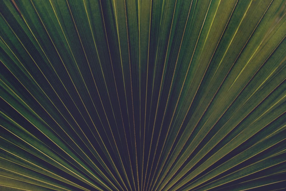 Tropical Leaf Detail by Tim Mossholder — canvas wall art