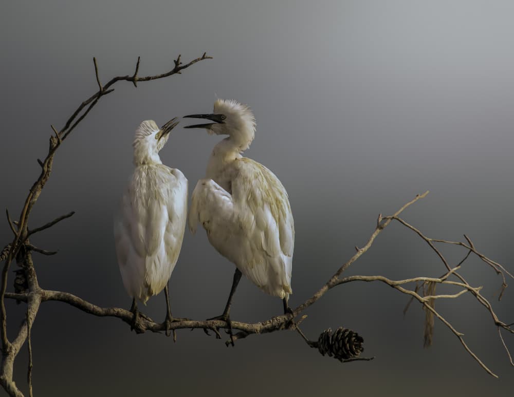 Egrets Branch Talk by Mallal Moshe — canvas wall art