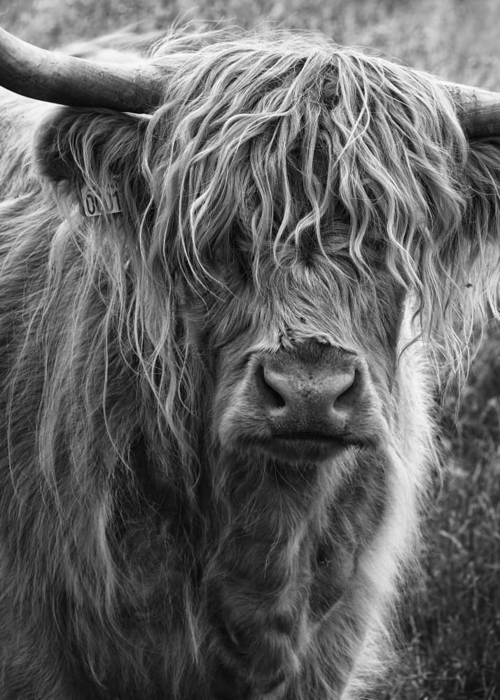 Shaggy Highland Cow by Lotte Grønkjær — canvas wall art