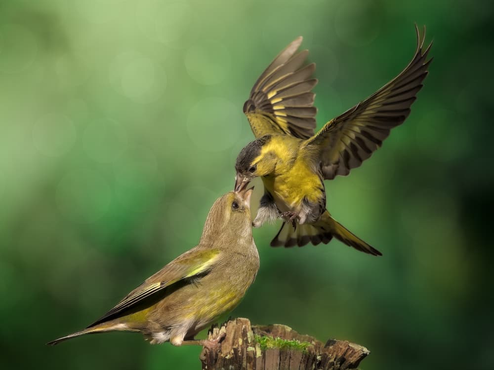 Siskin Feeding Moment by Cristiano Giani — canvas wall art