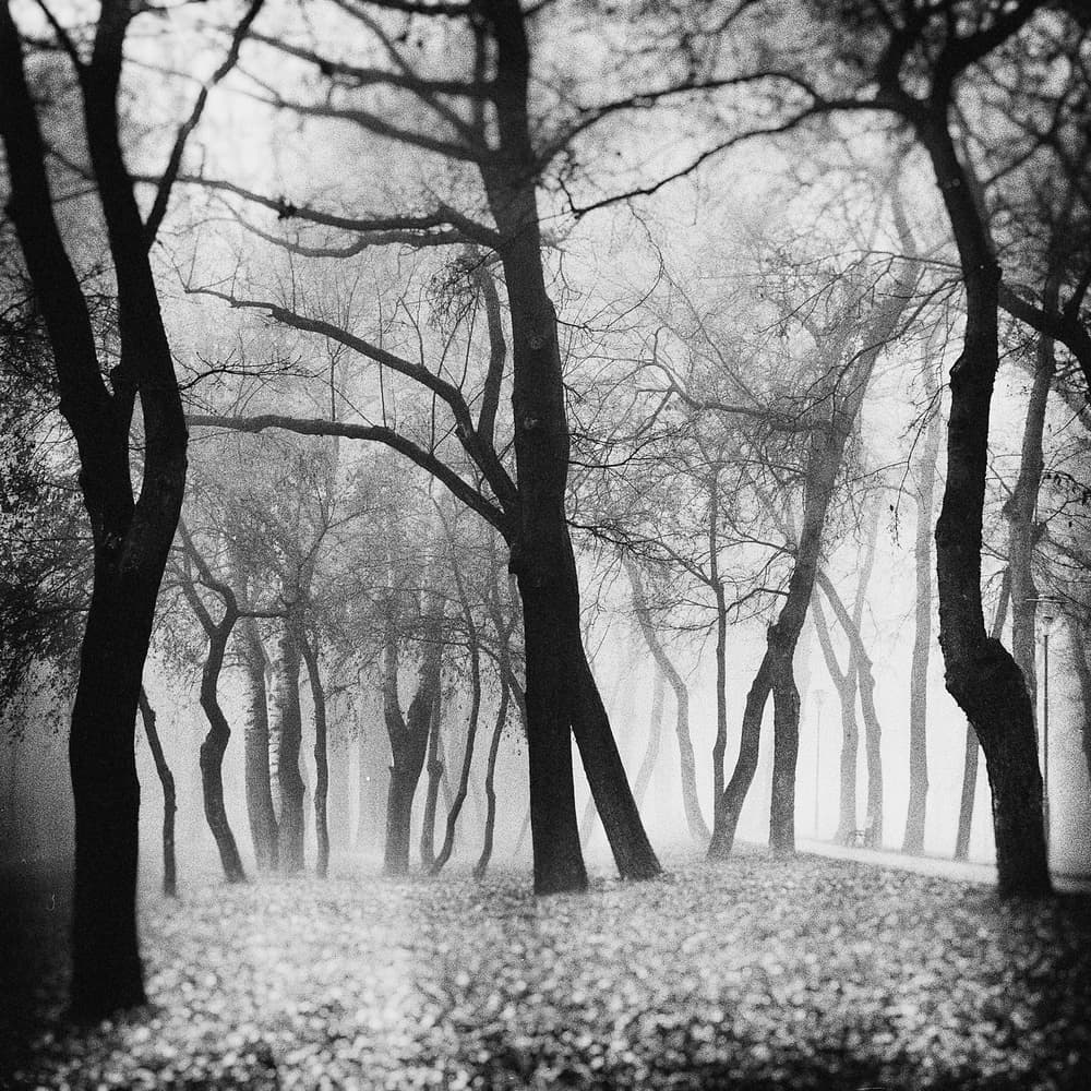 Misty Forest Path by Marchevca Bogdan — canvas wall art