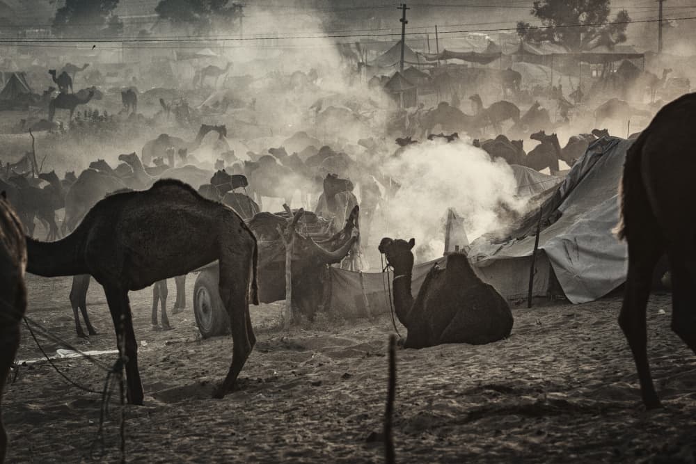Smoky Camel Camp by Garik — canvas wall art