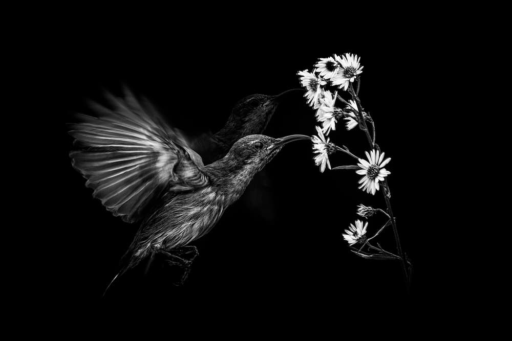Delicate Hummingbird Dance by Andi Halil — canvas wall art