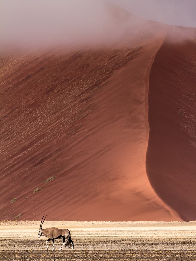 Misty Red Desert Oryx by Marco Tagliarino — canvas wall art