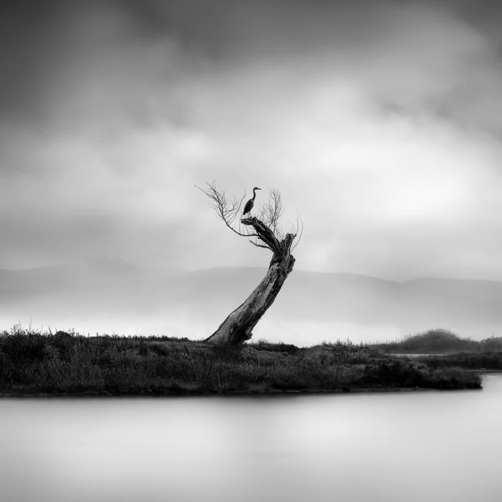 Misty Lake Heron by George Digalakis — canvas wall art