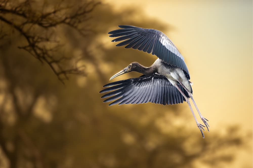 Graceful Stork Flight by Lokesh Kumar Rastogi — canvas wall art