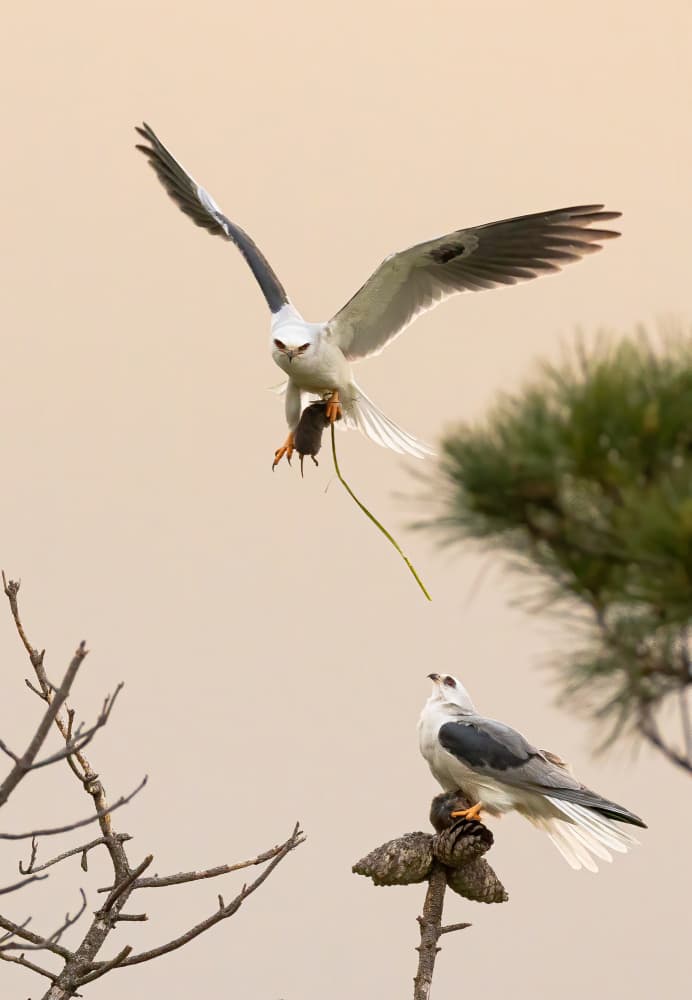 White Kite Delivers Prey by Johnson Huang — canvas wall art