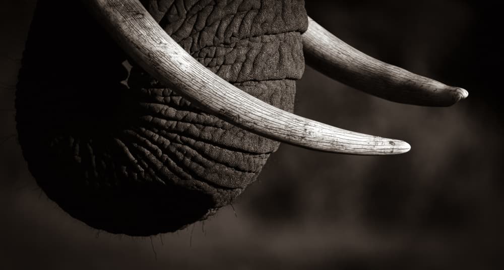 Majestic Elephant Tusks by Shawn Orbe — canvas wall art