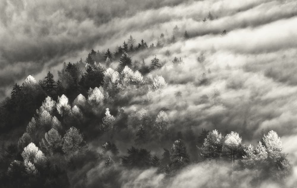 Misty Mountain Forest by Samir Pajic — canvas wall art