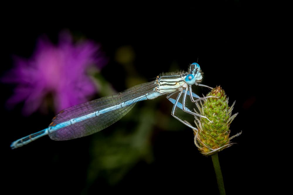 Delicate Blue Damselfly by Eduard Andrica — canvas wall art