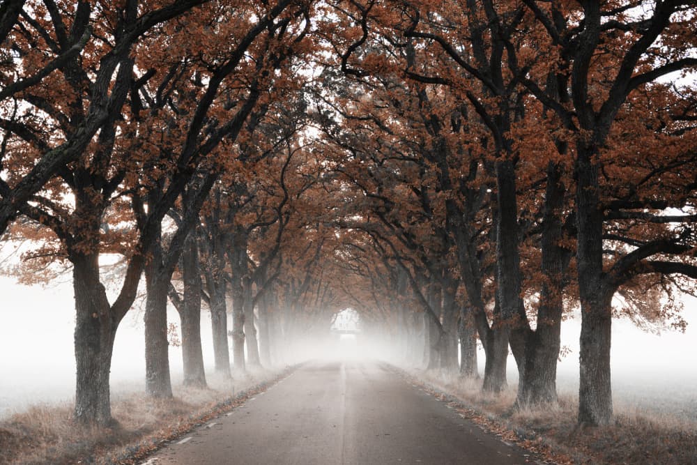 Foggy Autumn Tree Tunnel by Christina Sillen — canvas wall art