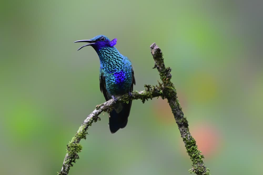 Iridescent Hummingbird Calls by Siyu_Wei APA — canvas wall art