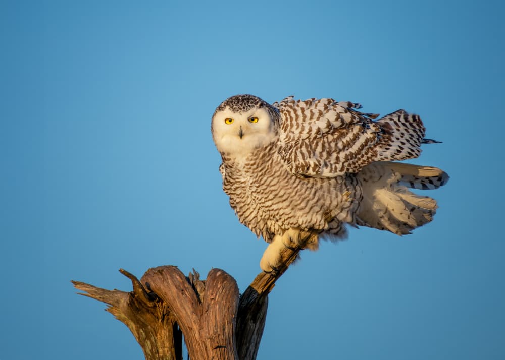 Snowy Owl Gaze by Ti Wang — canvas wall art