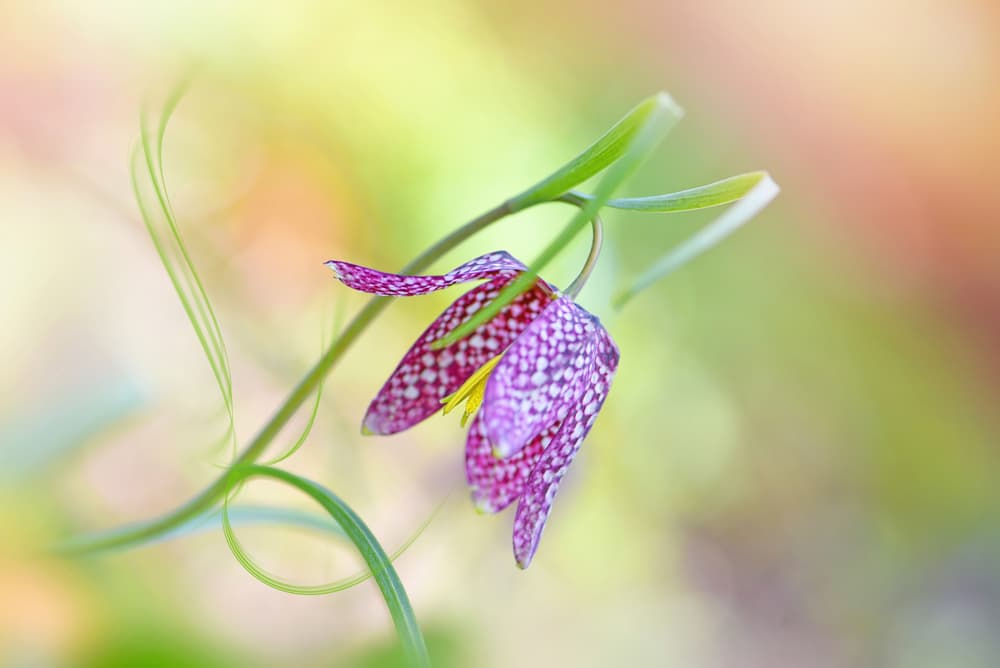 Delicate Checkered Flower by Jacky Parker — canvas wall art