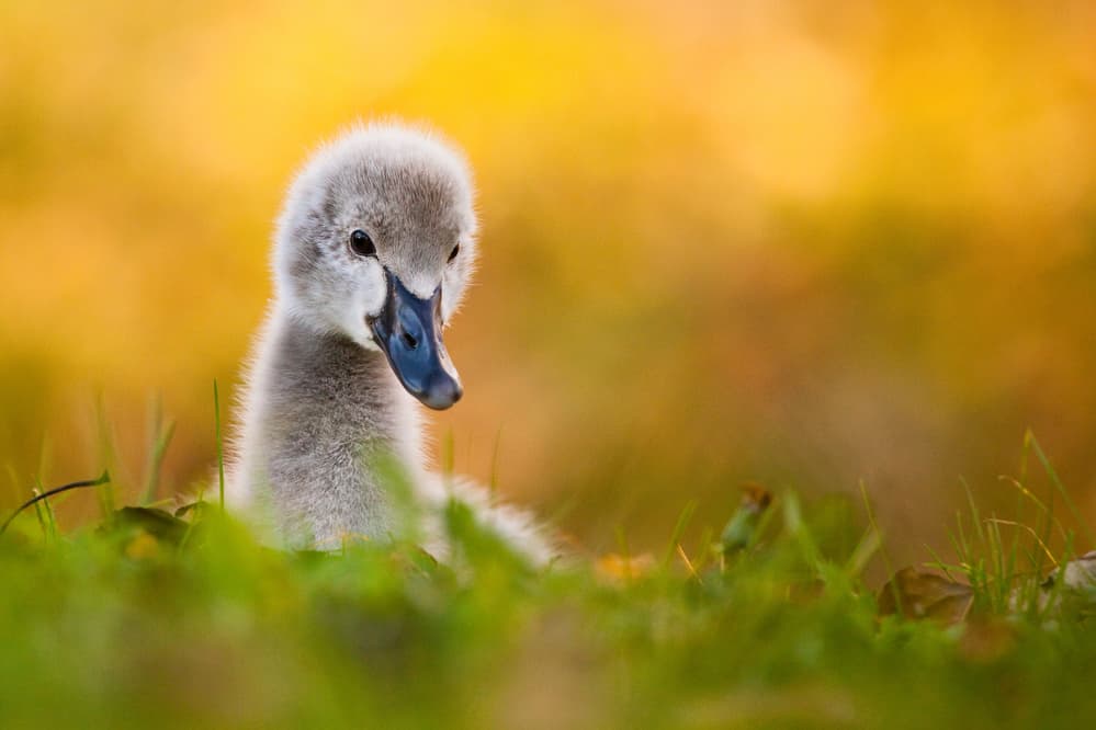 Fluffy Baby Cygnet by Robert Adamec — canvas wall art