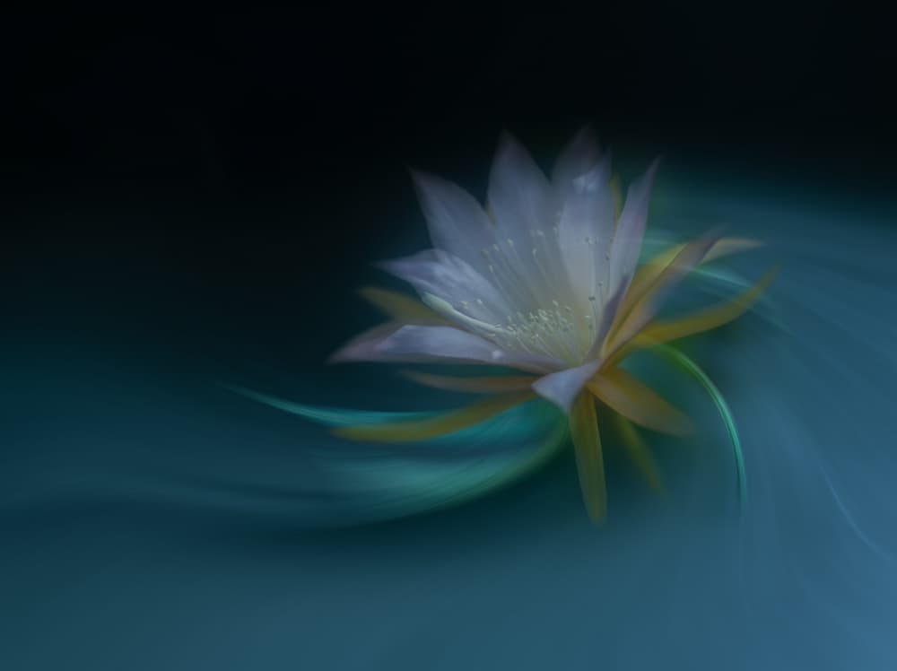 Ethereal Night Bloom by Judy Tseng — canvas wall art