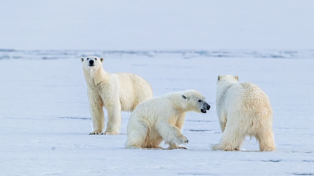 Three Arctic Polar Bears by Jie Fischer — canvas wall art