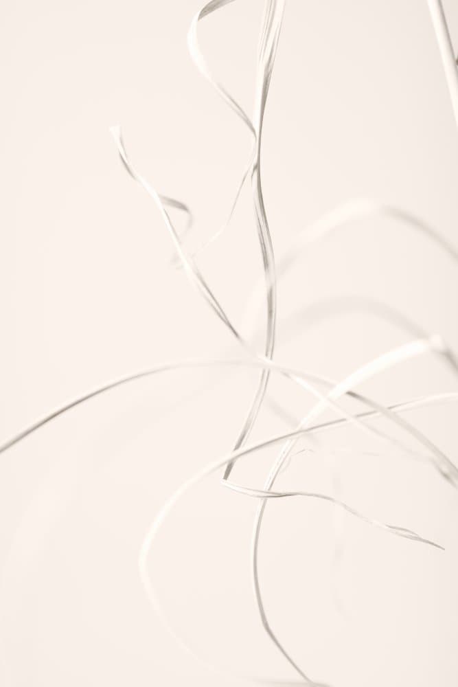 Delicate White Flow by Pictufy Studio III — canvas wall art