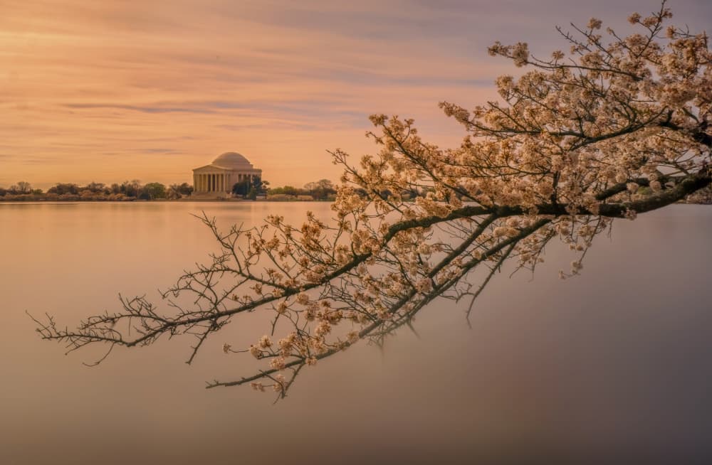Cherry Blossoms Jefferson Memorial by Yuan Su — canvas wall art