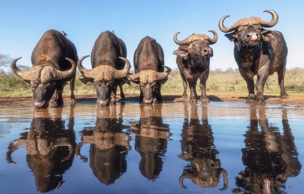 Buffalo Water Reflections by Charlaine Gerber — canvas wall art