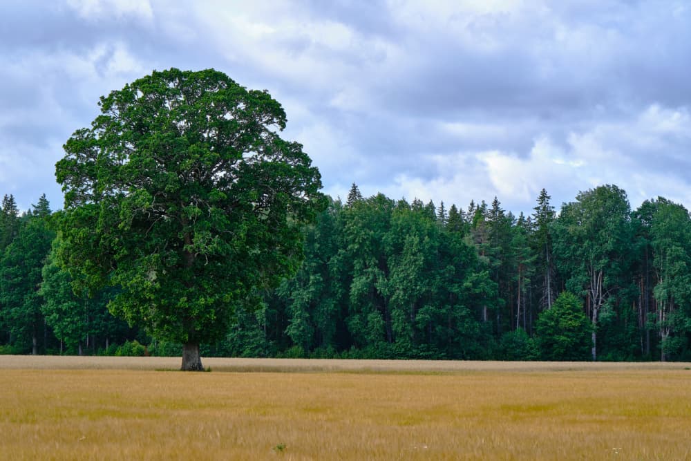 Lone Oak Golden Field by Geertjan Plooijer — canvas wall art