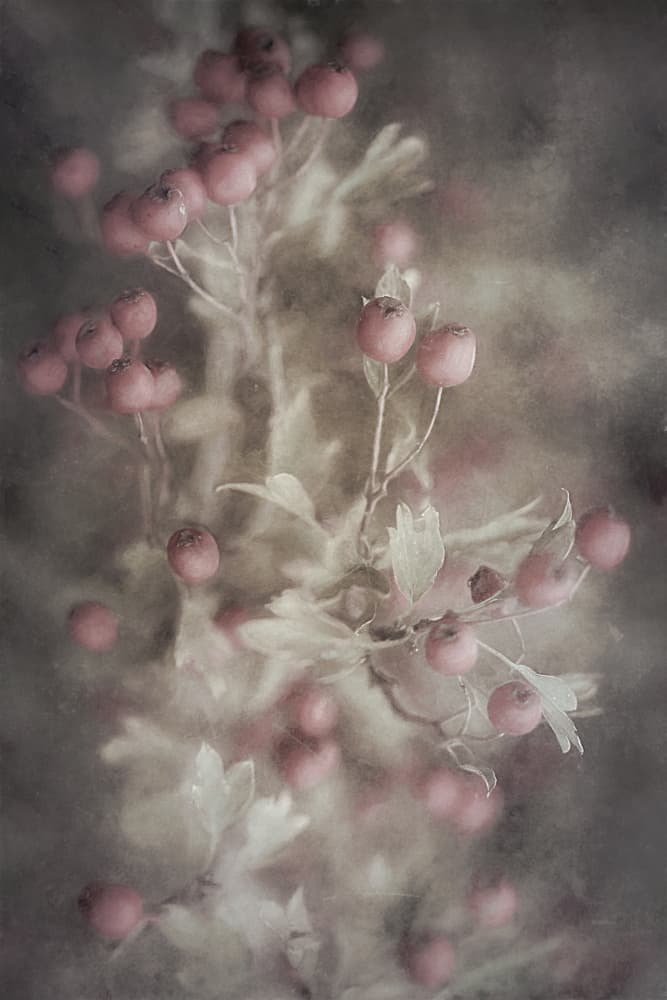 Soft Pink Hawthorn by Cicek Kiral — canvas wall art