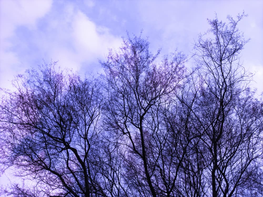 Dreamy Bare Branches by Santhosh ch — canvas wall art