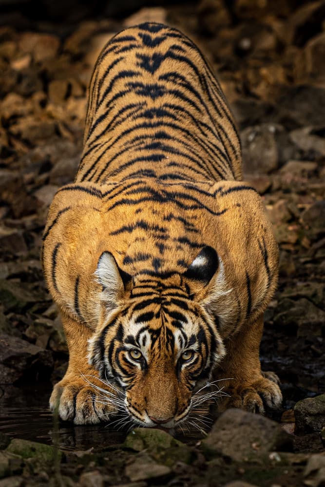 Wild Tiger Drinking by Yogesh Bhatia — canvas wall art