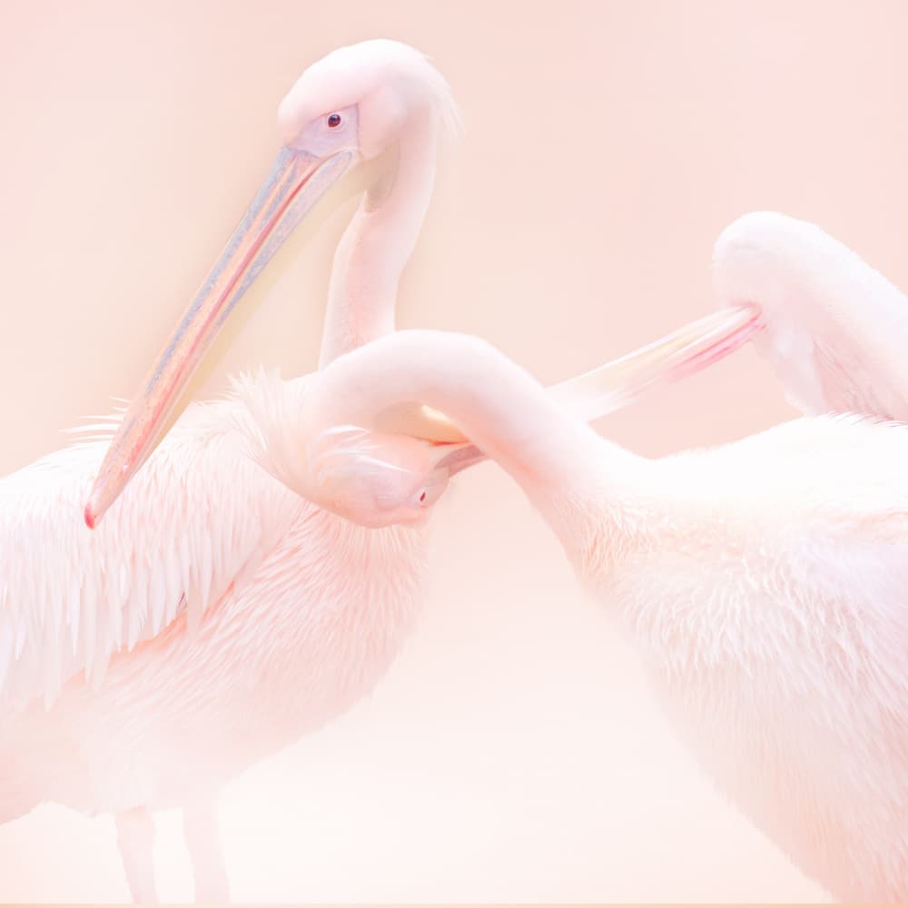 Gentle Pink Pelicans by Vitor Martins — canvas wall art