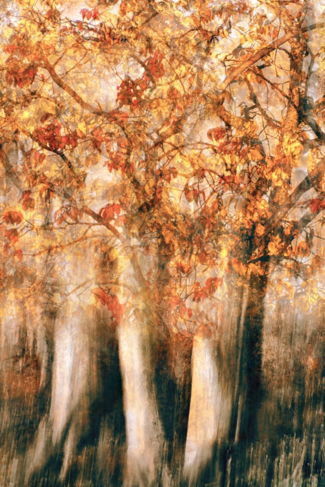 Golden Autumn Forest Blur by Christina Sillèn — canvas wall art
