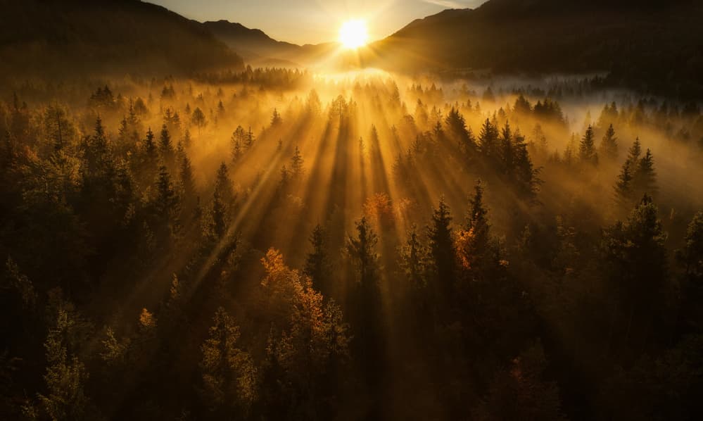Golden Forest Rays by Ales Krivec — canvas wall art