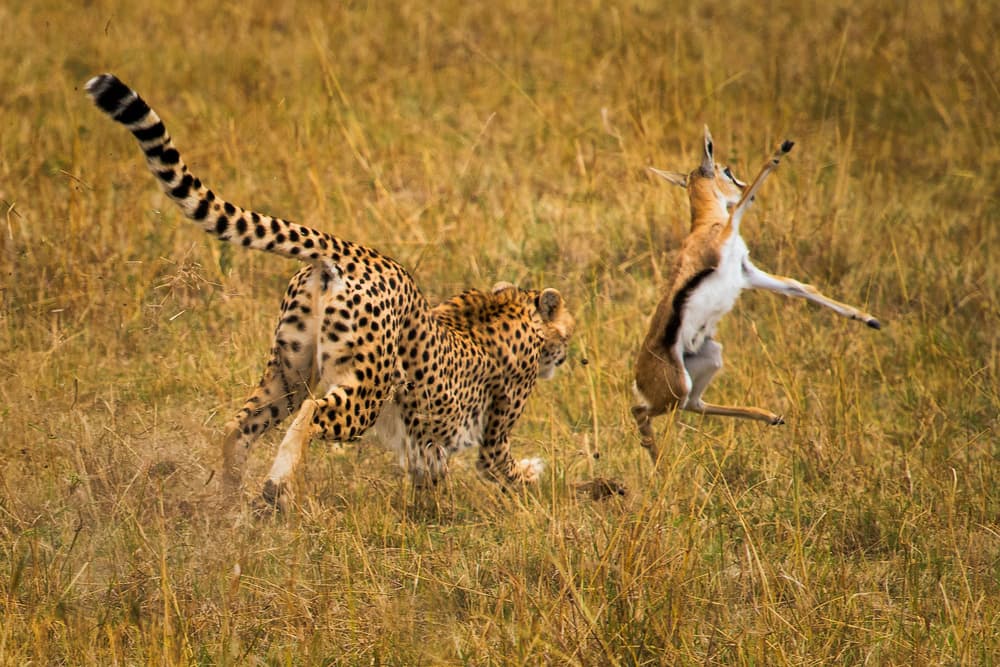 Cheetah Hunts Gazelle by Mohammed Alnaser — canvas wall art
