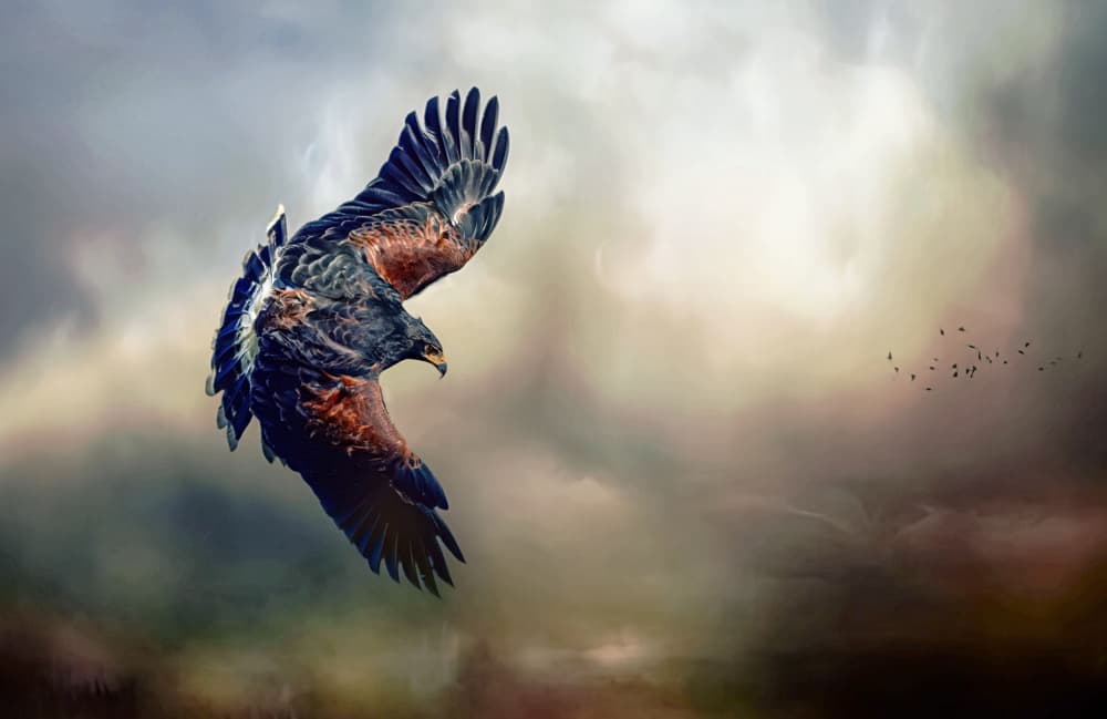 Majestic Hawk In Flight by Barbara Fletcher — canvas wall art