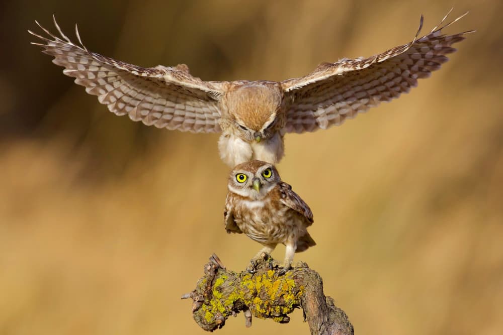 Little owls by David Manusevich — canvas wall art