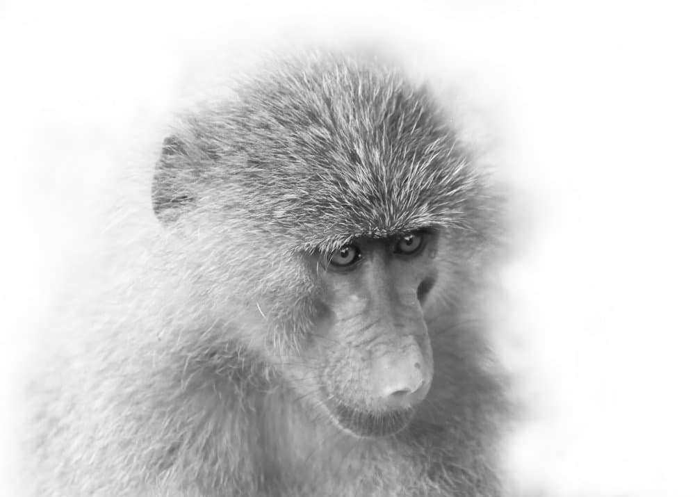 Baboon's Gentle Gaze by Yuzheng Ren — canvas wall art