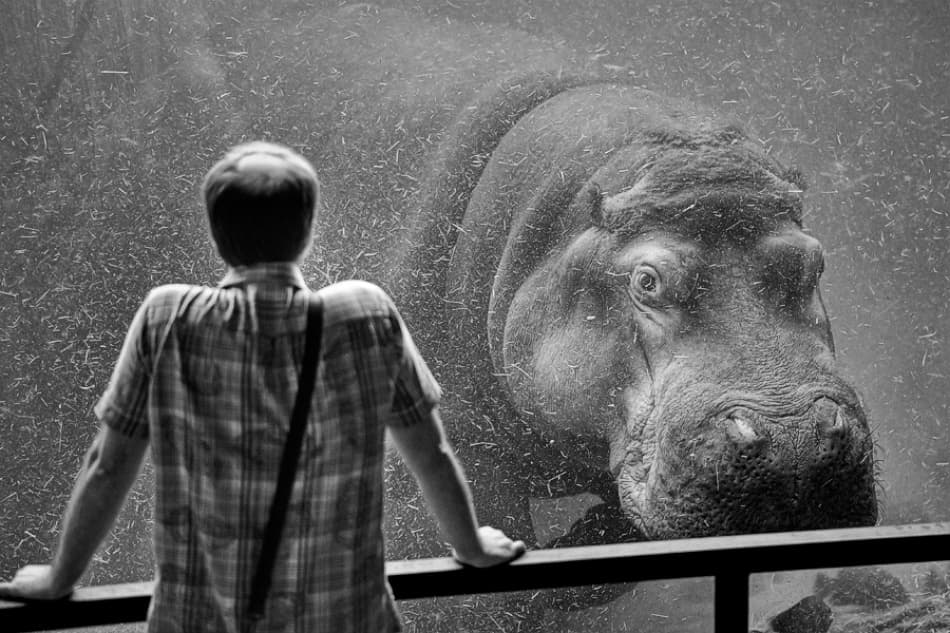 Boy Meets Hippo by Cesar March — canvas wall art