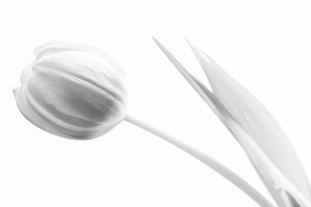 Elegant White Tulip by Caroline Wirtz — canvas wall art