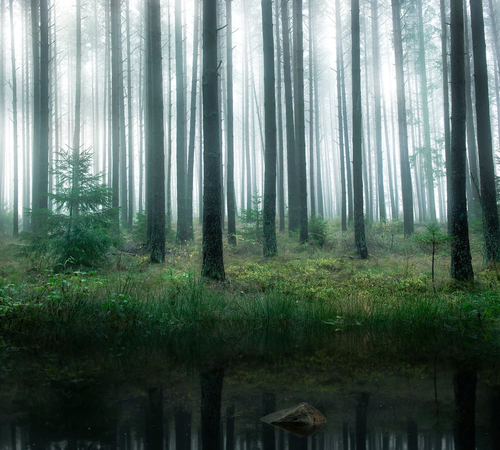 Misty Forest Reflections by Christian Lindsten — canvas wall art