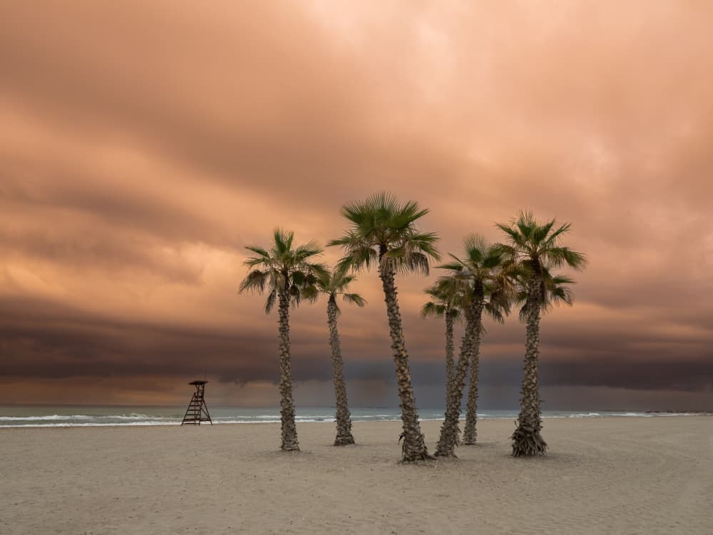 Dramatic Palm Beach by JA Ruiz Rivas — canvas wall art