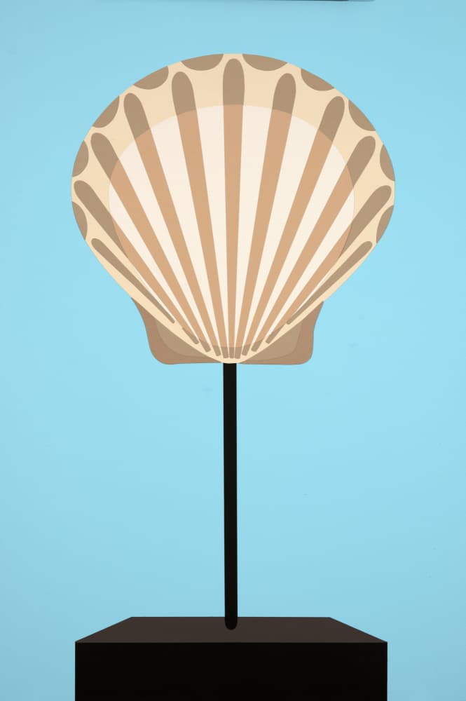 Elegant Scallop Shell Display by Rankin Willard — canvas wall art