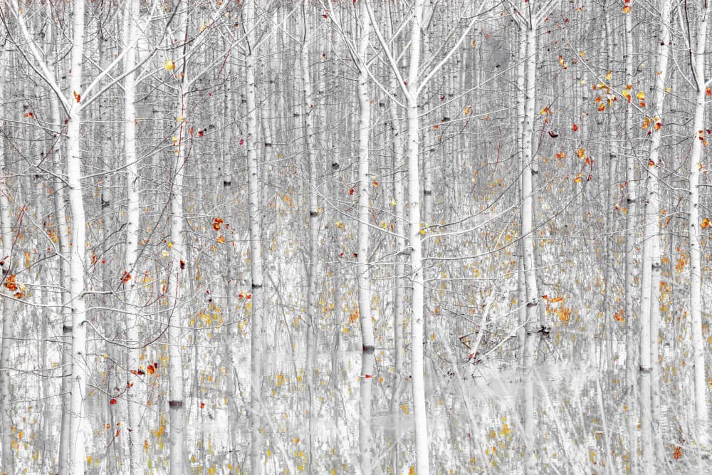 Autumn Aspen Grove by Fiorenzo Carozzi — canvas wall art