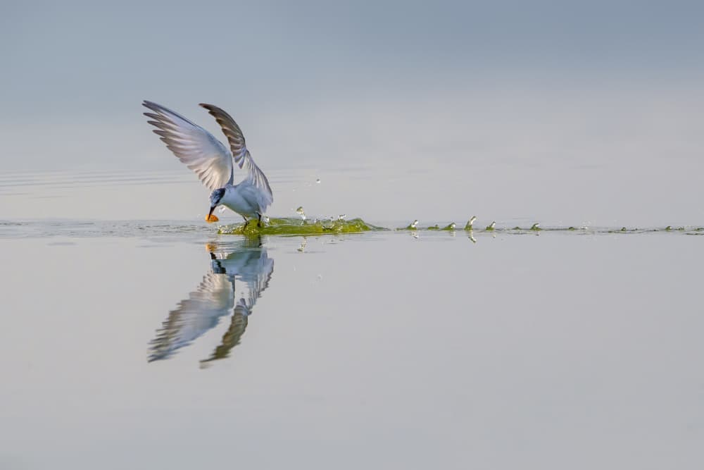 Tern's Perfect Catch by Mallal Moshe — canvas wall art